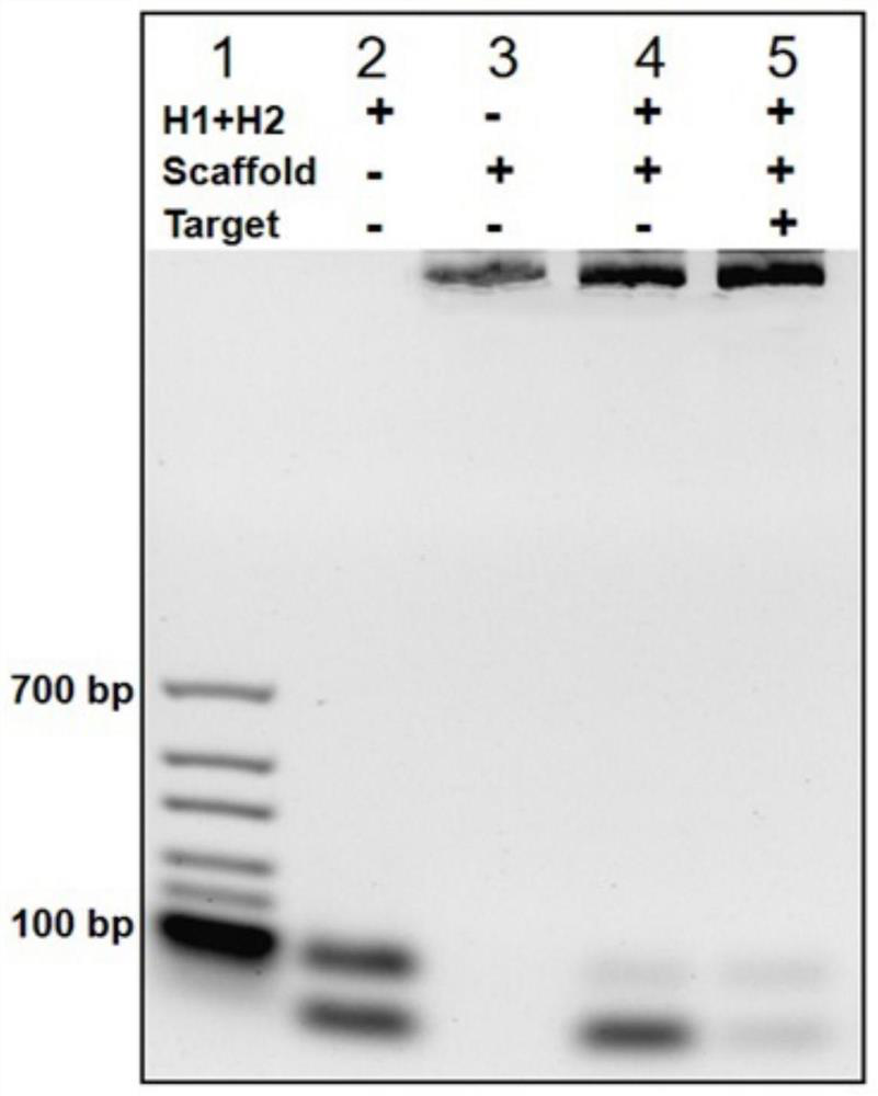 Method for rapidly detecting SARS-CoV-2 based on DNA nano-scaffold