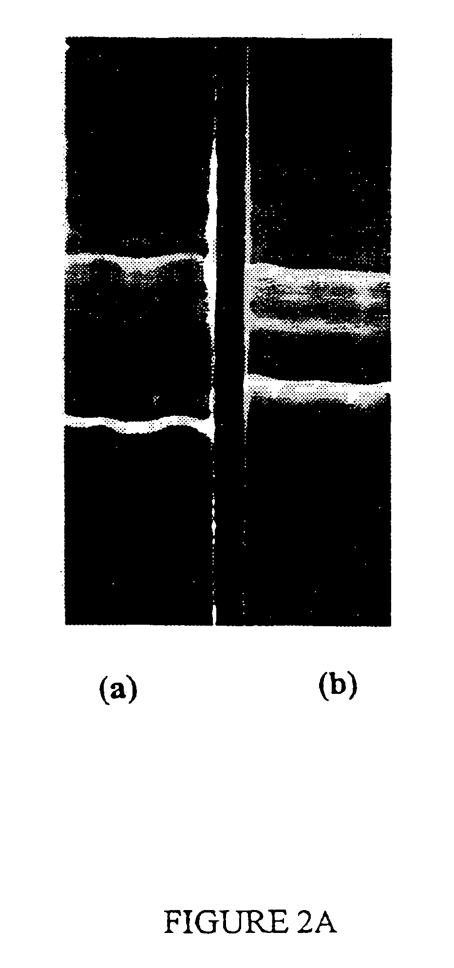 Method of controlling fungal pathogens, and agents useful for same