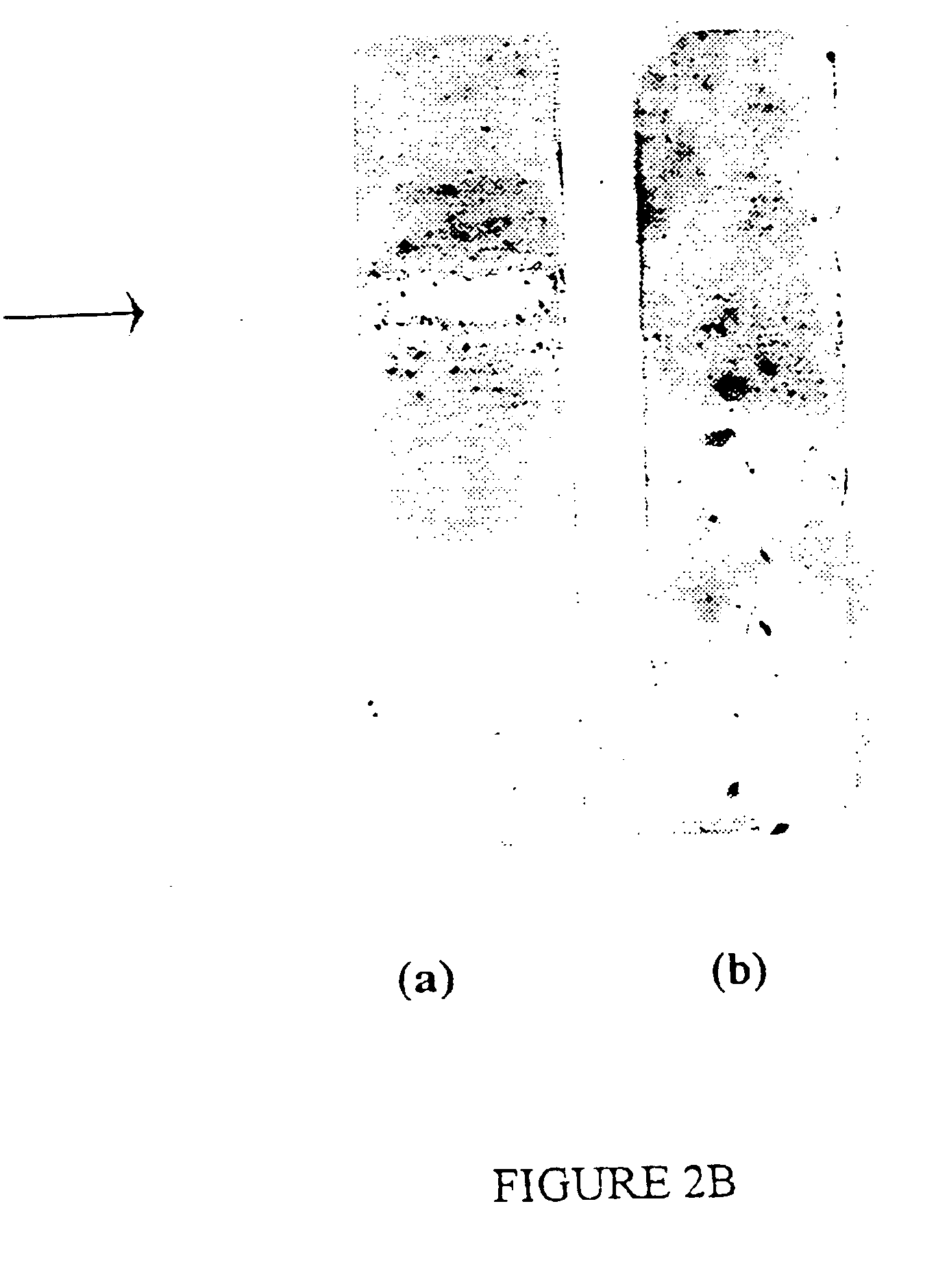 Method of controlling fungal pathogens, and agents useful for same
