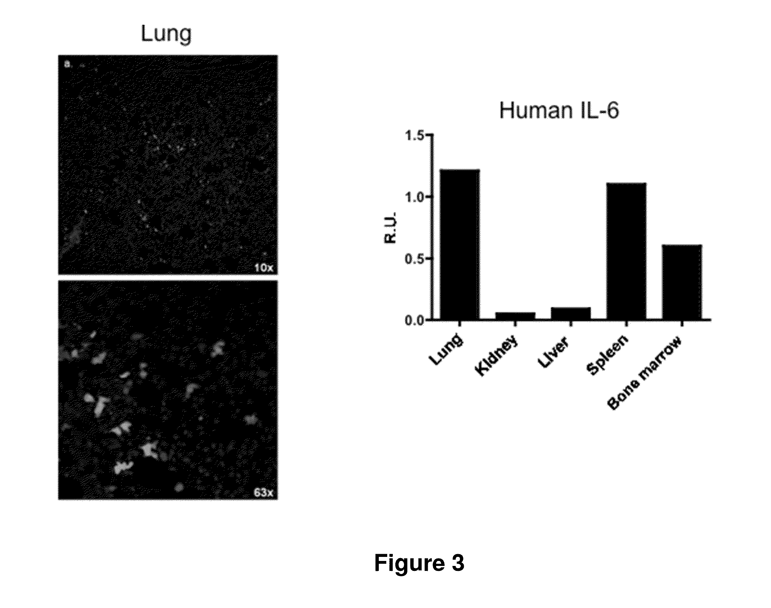 Genetically modified non-human animals and methods of use thereof
