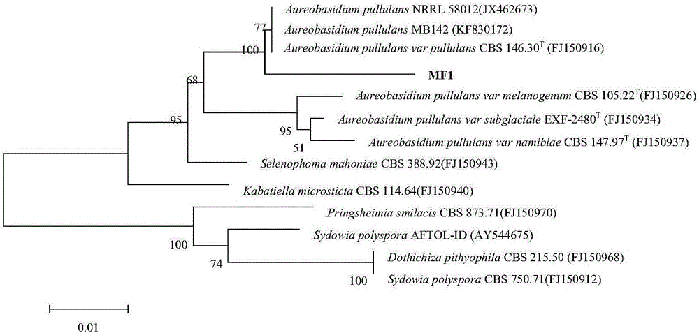 Radiation-resisting aureobasidium pullulans and application thereof in preparing melanin