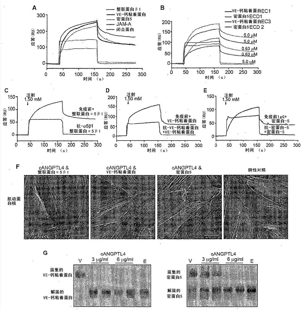 Angiopoietin-like 4 and its use in modulating cell leakiness