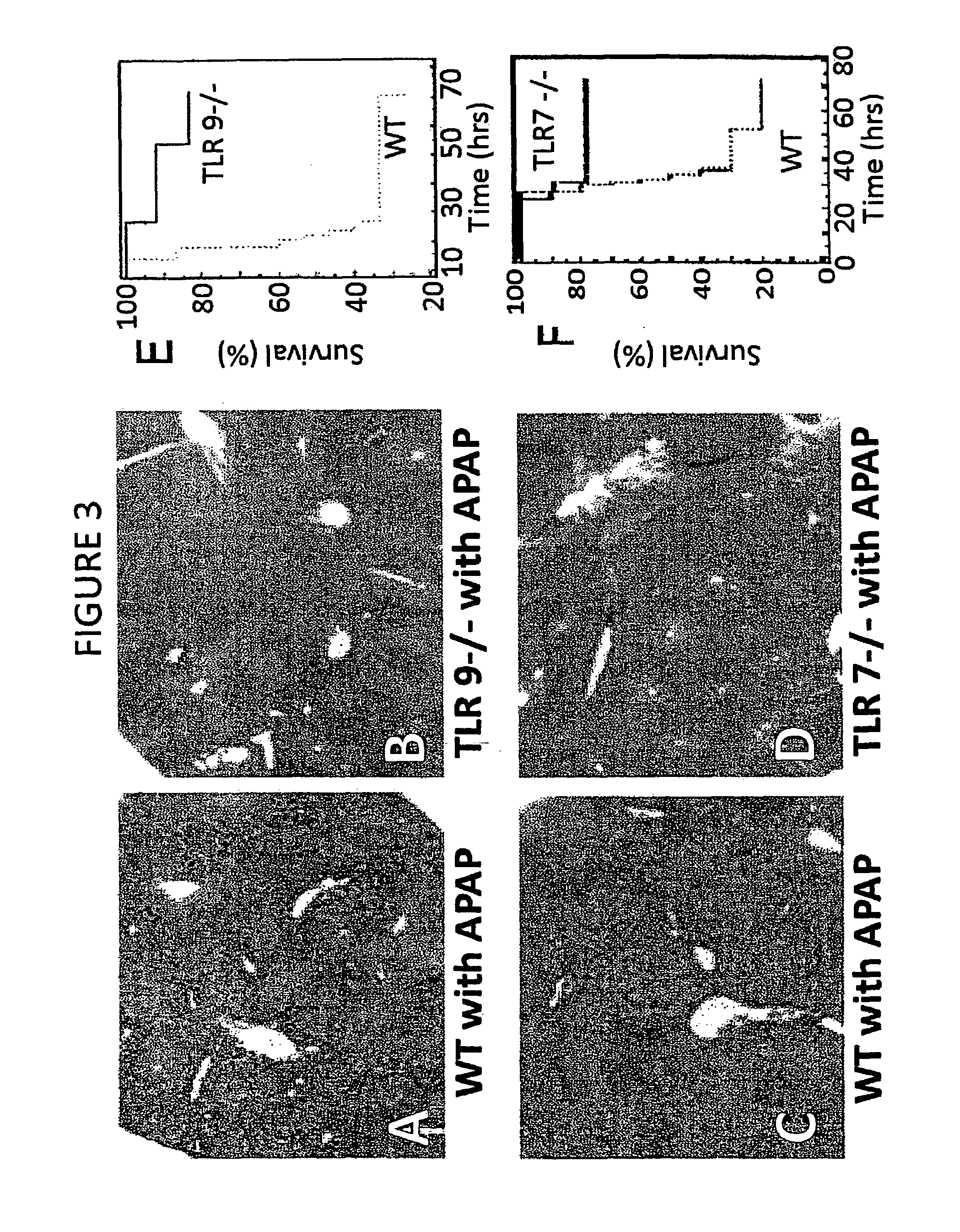 Compositions and methods for inhibiting inflammation from and rejection of biomaterials and other methods