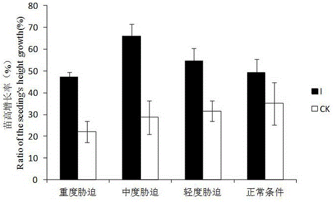 Endophytic fungus promoting acacia confusa biomass growth under low-phosphorous environment