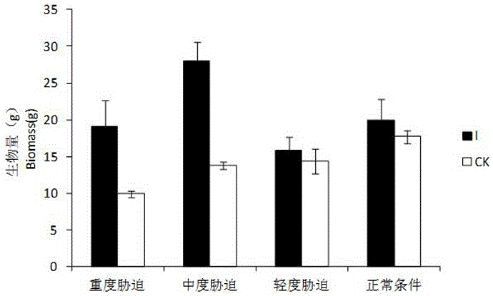 Endophytic fungus promoting acacia confusa biomass growth under low-phosphorous environment