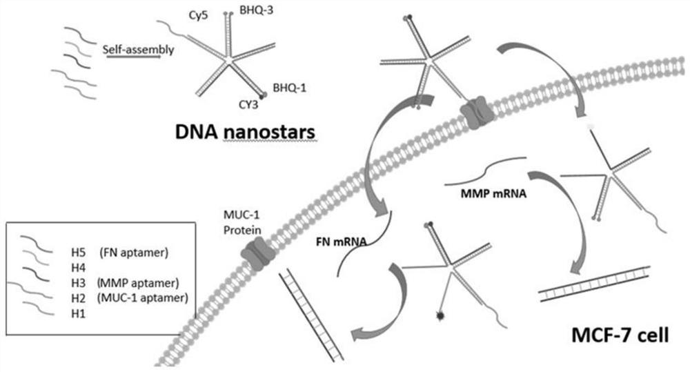 Method for monitoring mRNA (messenger ribonucleic acid) in breast cancer cells based on fluorescence imaging of DNA (deoxyribonucleic acid) five-