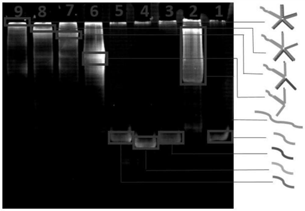 Method for monitoring mRNA (messenger ribonucleic acid) in breast cancer cells based on fluorescence imaging of DNA (deoxyribonucleic acid) five-