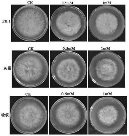 Compounds screened by the three-dimensional structure of target protein sterol 14α-demethylase and their application in the preparation of fungicides