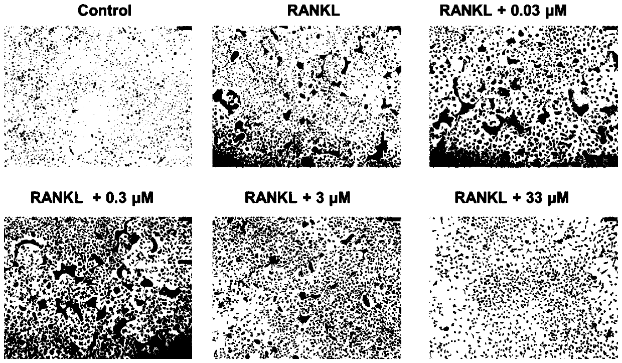 Application of vanilline in preparation of osteoclast differentiation inhibitor