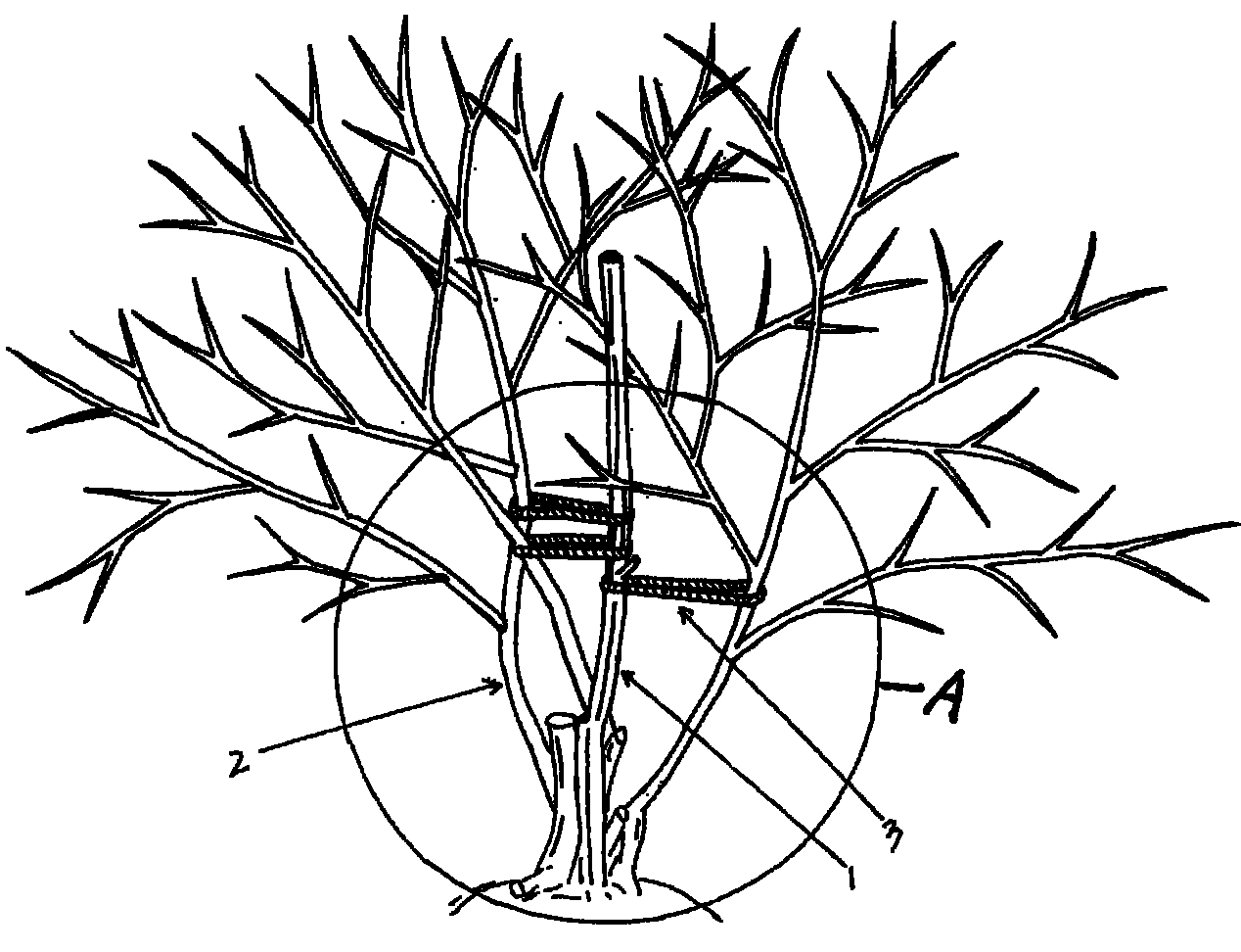 Method for retaining trunk and molding green date tree
