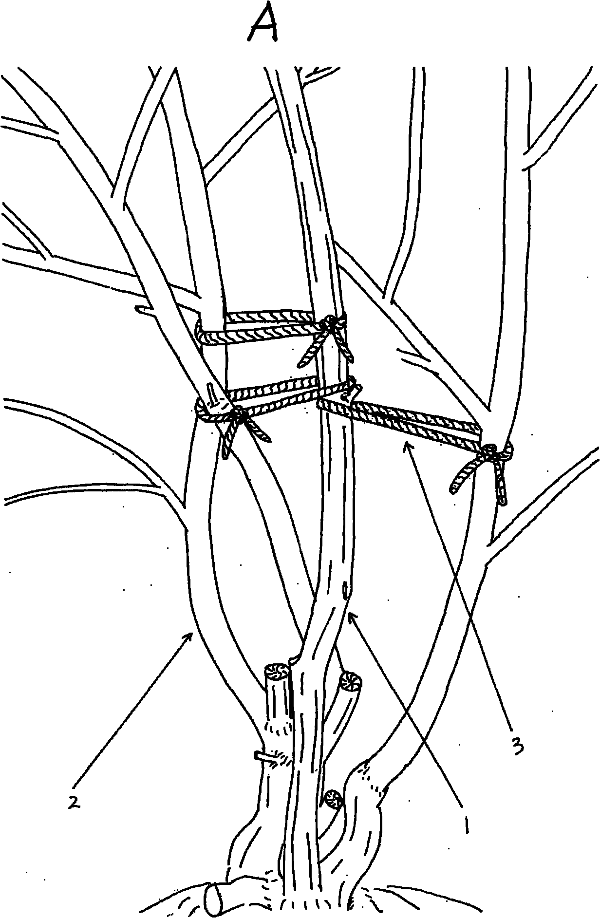 Method for retaining trunk and molding green date tree