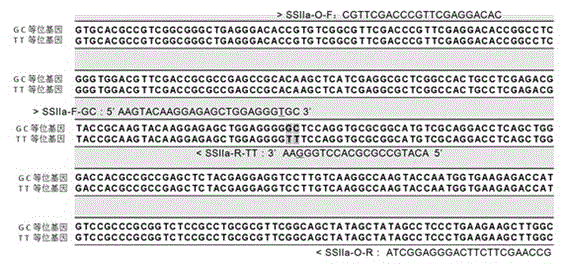 Molecular marker for rice gelatinization temperature control gene and application thereof