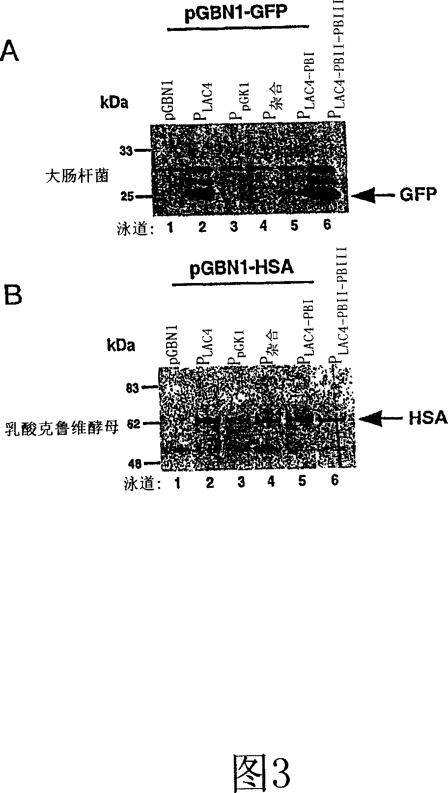 Method for construction and use of kluyveromyces lactis promoter variants in k. lactis that substantially lack e. coli transcriptional capability