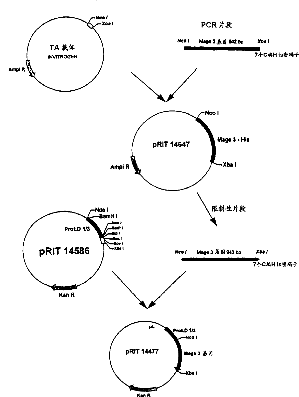 Tumor-associated antigen derivatives from MAGE family, and nucleic acid sequence encoding them