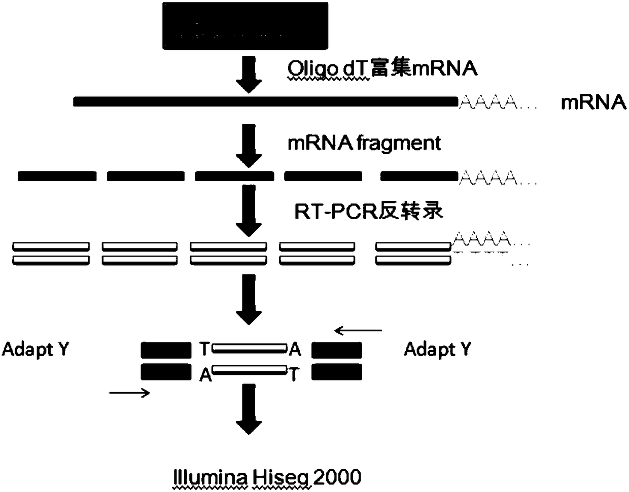Method for developing SSR primers of Blumea balsamifera based on transcriptome sequencing