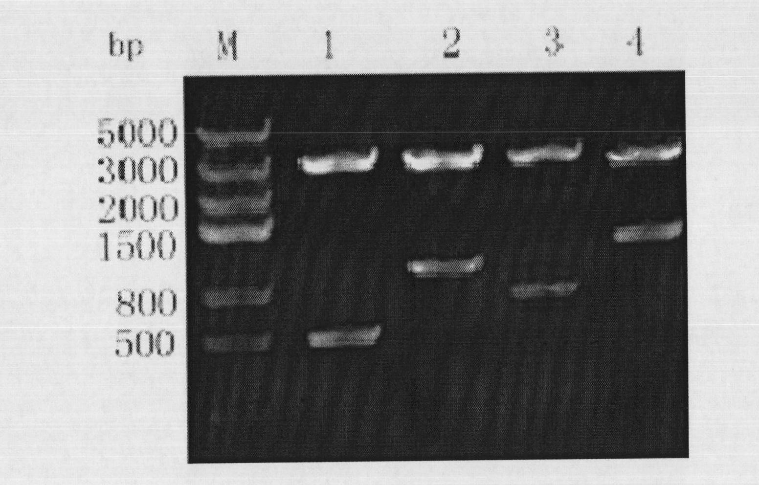 Bacillus anthracis capable of showing PA20 protein on surface of spore and application thereof