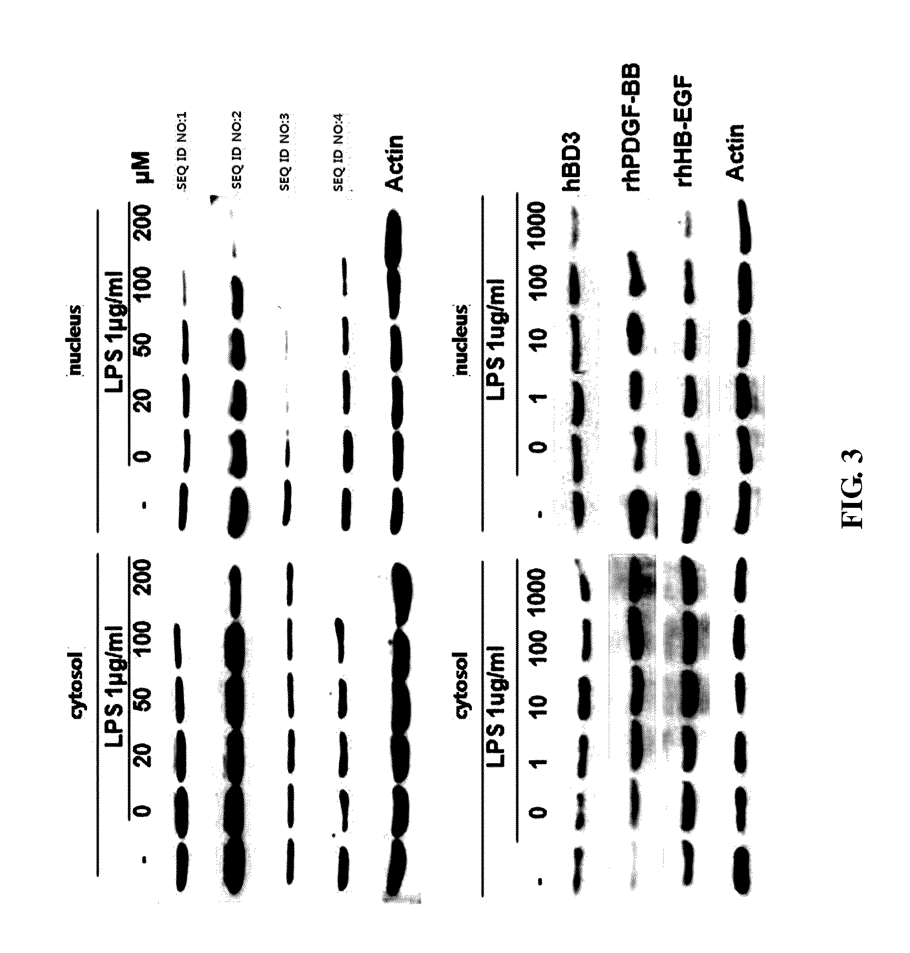 Peptide having antimicrobial or Anti-inflammatory activity and pharmaceutical composition containing same as an active ingredient