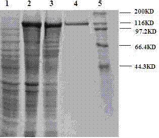 Rabies virus glycoprotein-derived peptide and application thereof