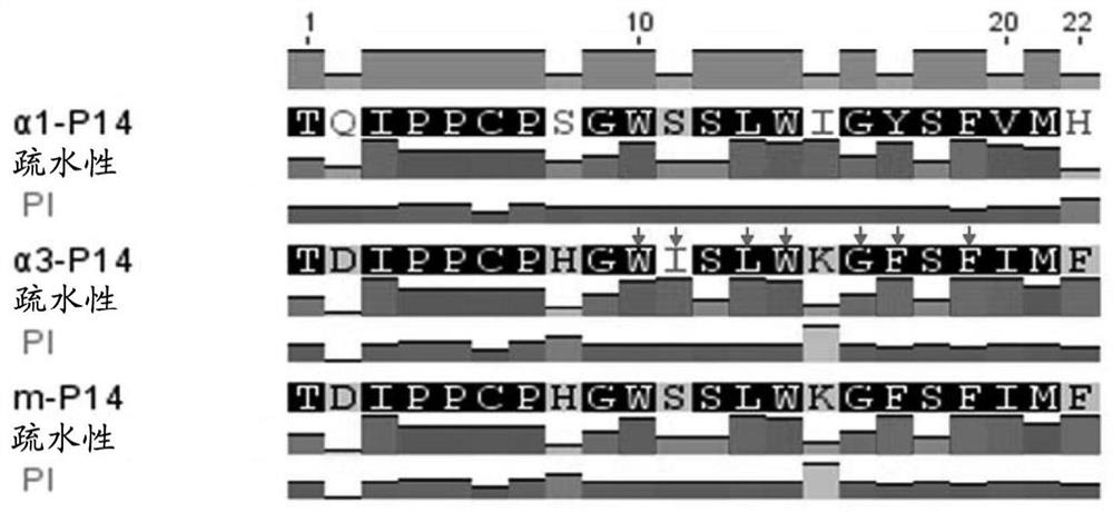 Polypeptide and use thereof in anti-glomerular basement membrane disease