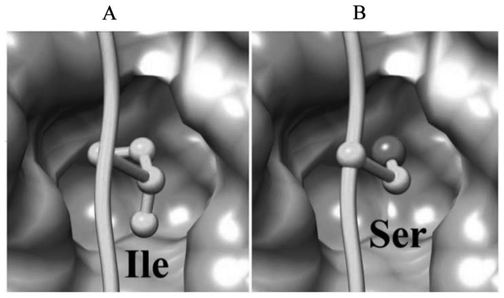 Polypeptide and use thereof in anti-glomerular basement membrane disease