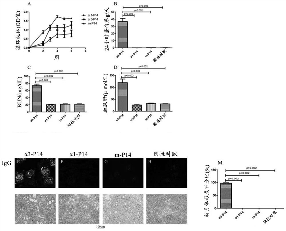 Polypeptide and use thereof in anti-glomerular basement membrane disease