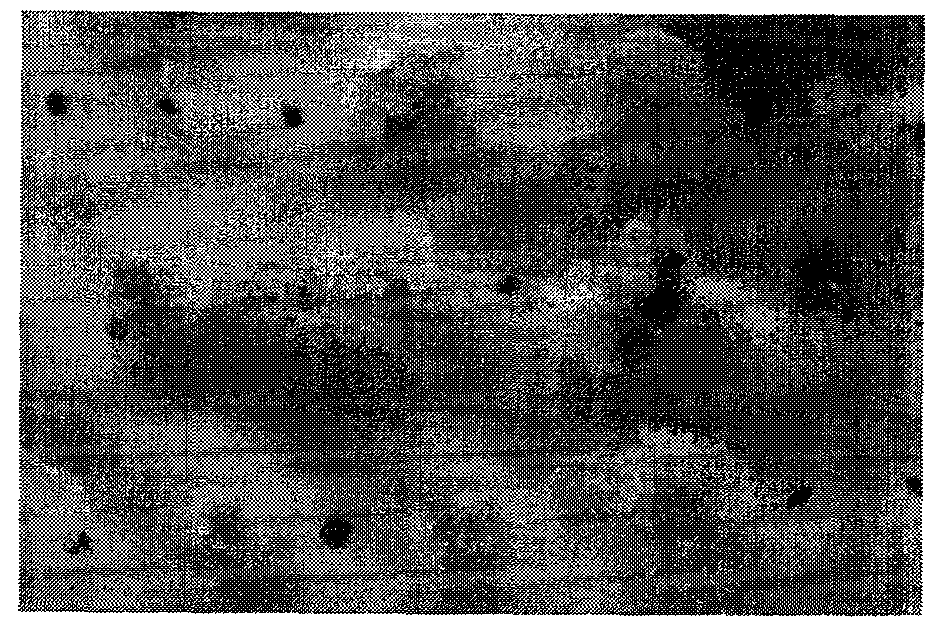 Method for quickly introducing embryonic callus through anther to regenerate plant