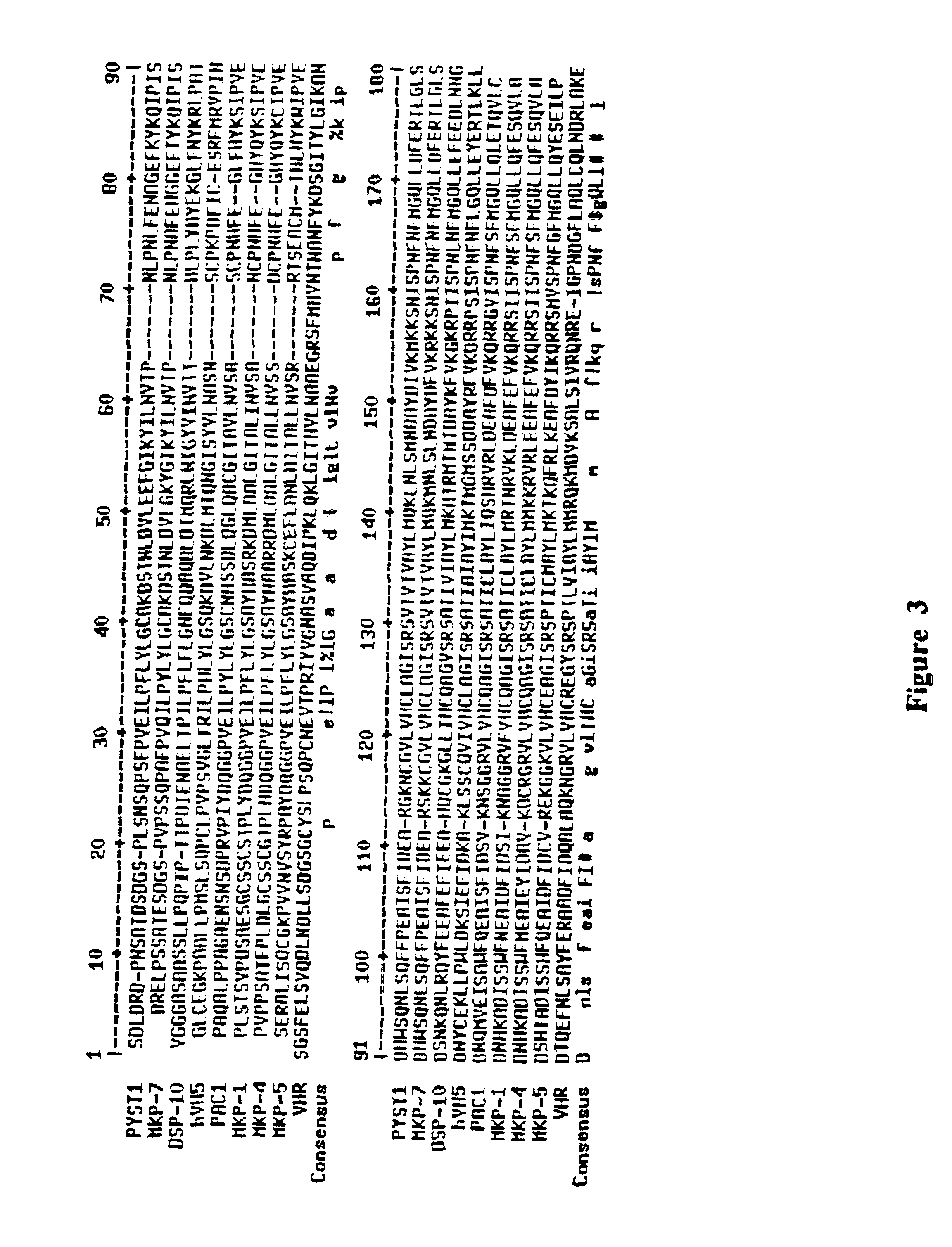 DSP-10 dual-specificity phosphatase