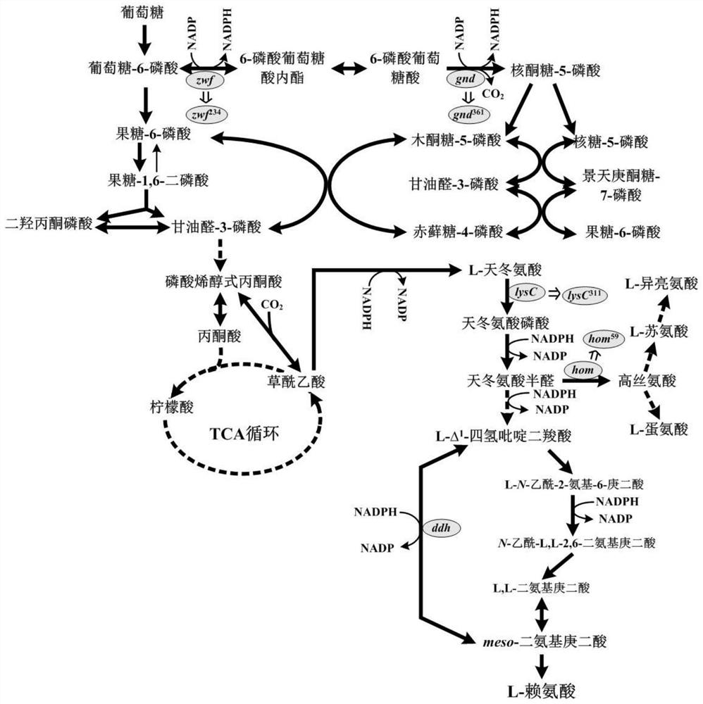 Construction and application of bacillus subtilis recombinant bacteria for producing L-lysine