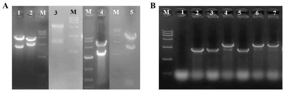 Construction and application of bacillus subtilis recombinant bacteria for producing L-lysine