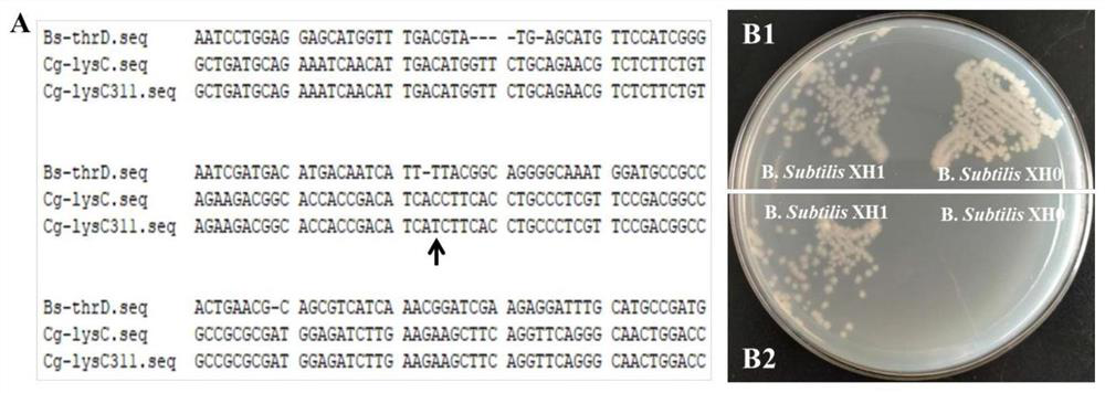 Construction and application of bacillus subtilis recombinant bacteria for producing L-lysine