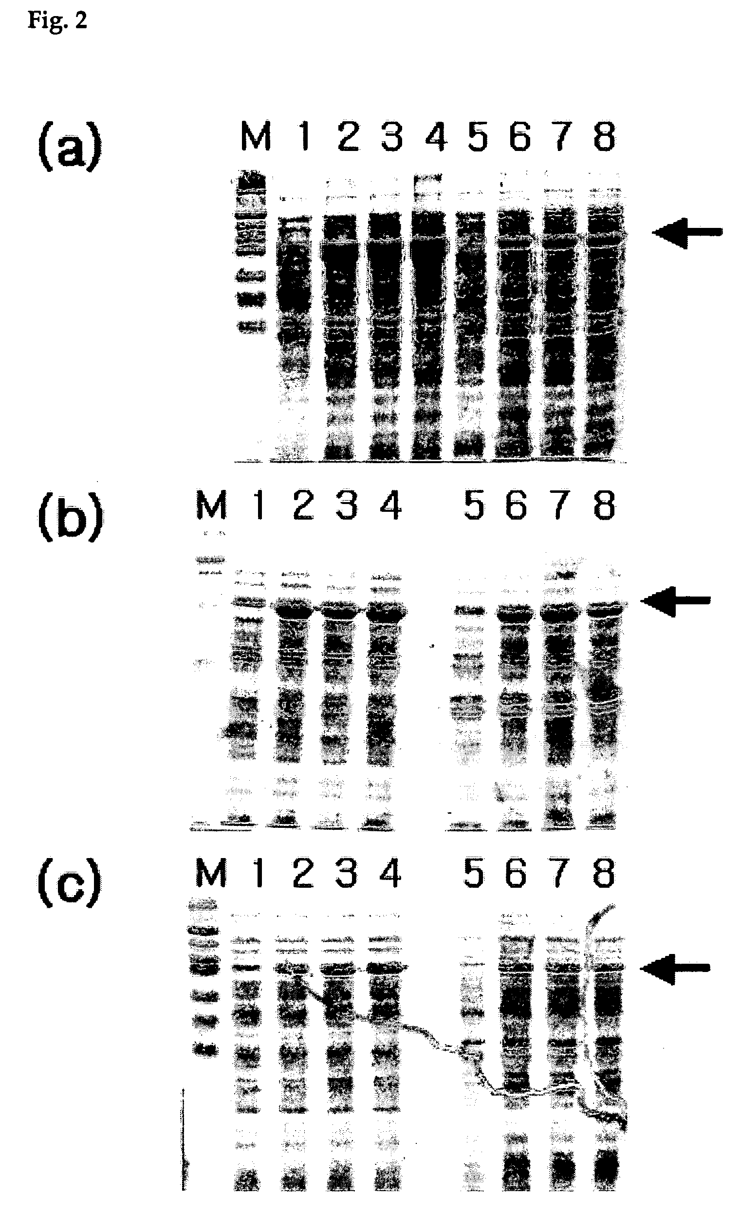 Method of protein synthesis