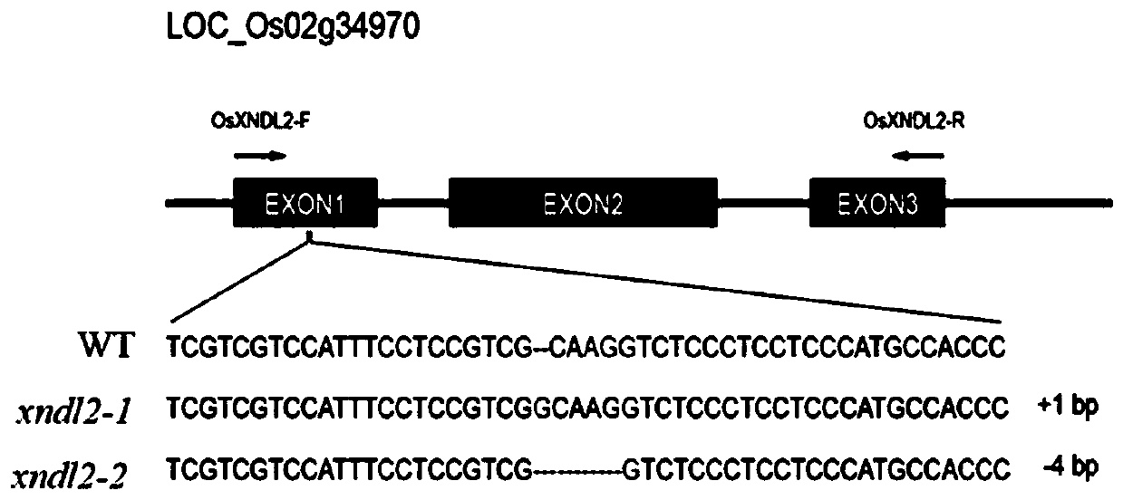 XNDL2 gene, protein, overexpression vector, acquisition method for rice resistant to sheath blight, and application of XNDL2 gene