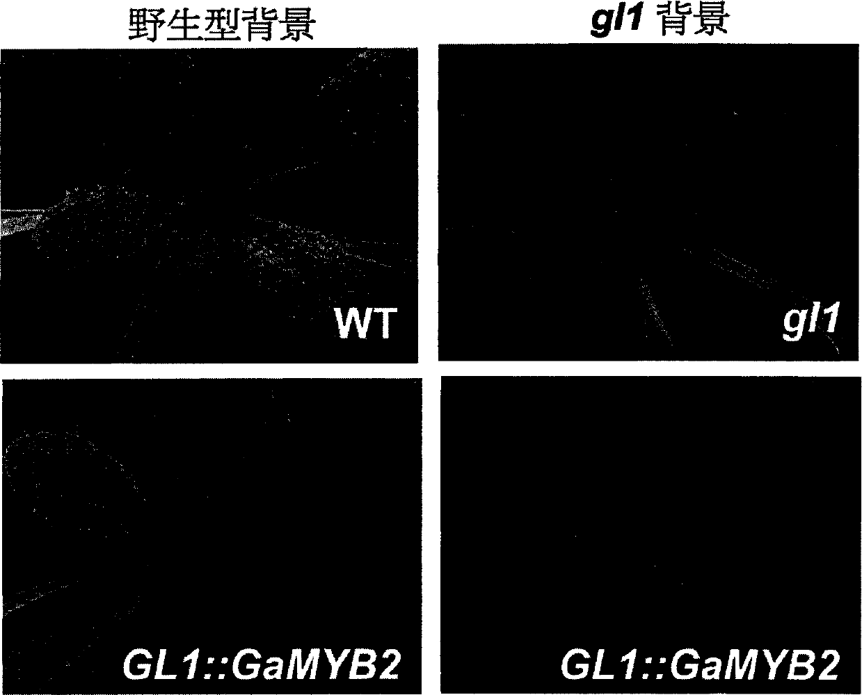 Plant epidermal hair specific expression promoter
