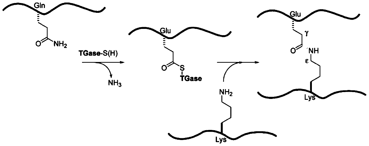 Transglutaminase producing strain