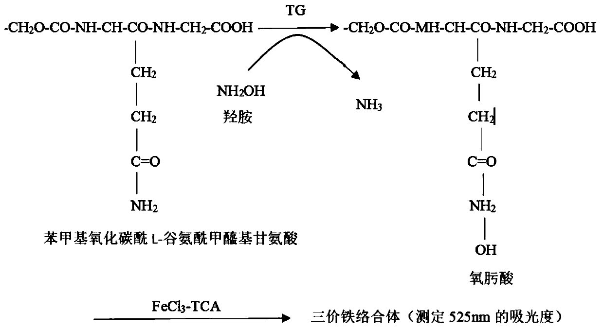 Transglutaminase producing strain