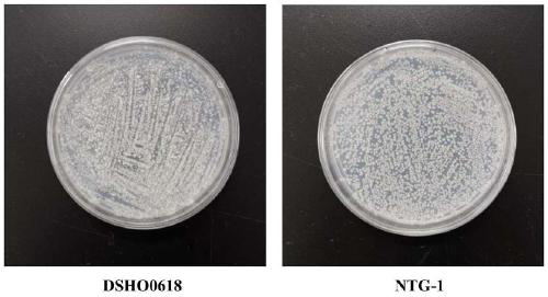 Transglutaminase producing strain