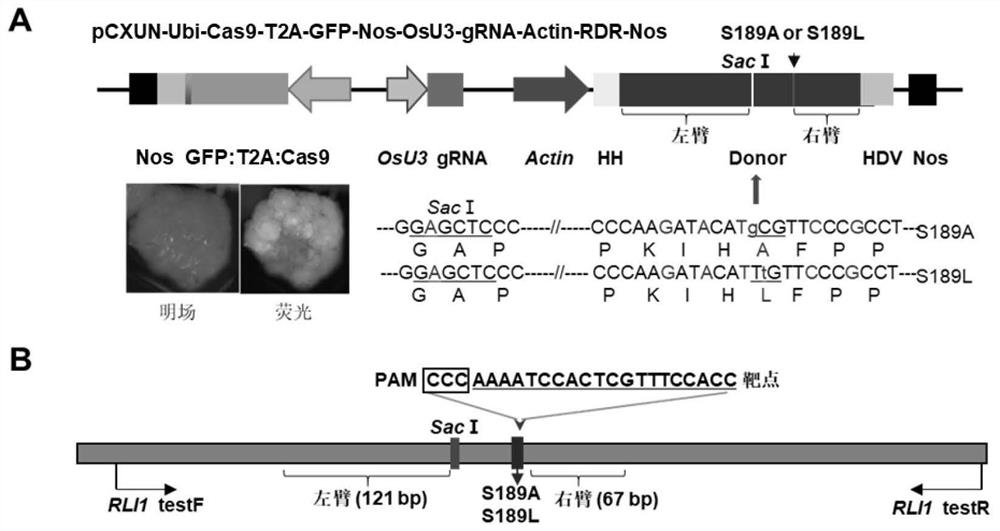 Fluorescence labeled CRISPR/SpCas9 system mediated gene replacement system and application thereof in plants
