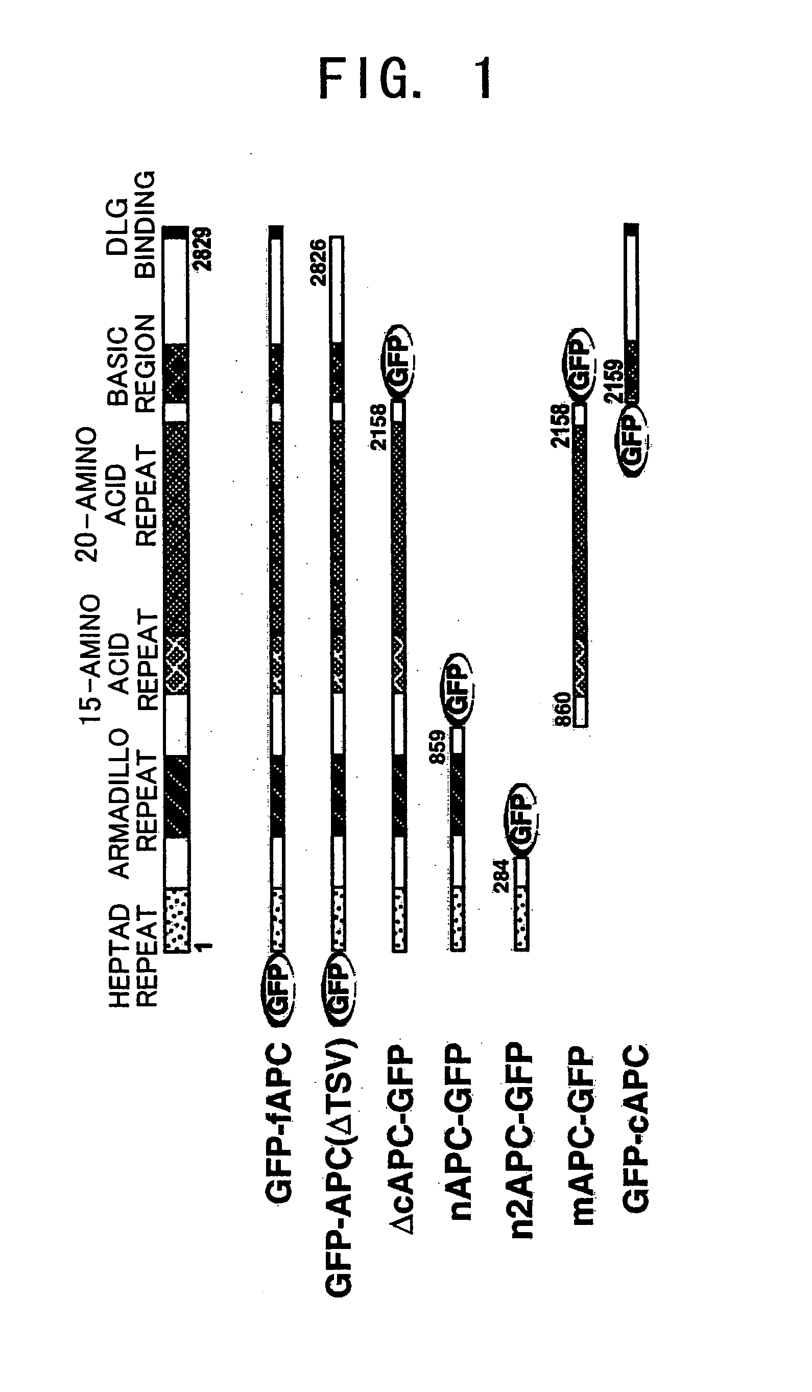 Cultured xenopus cell line expressing mutated apc