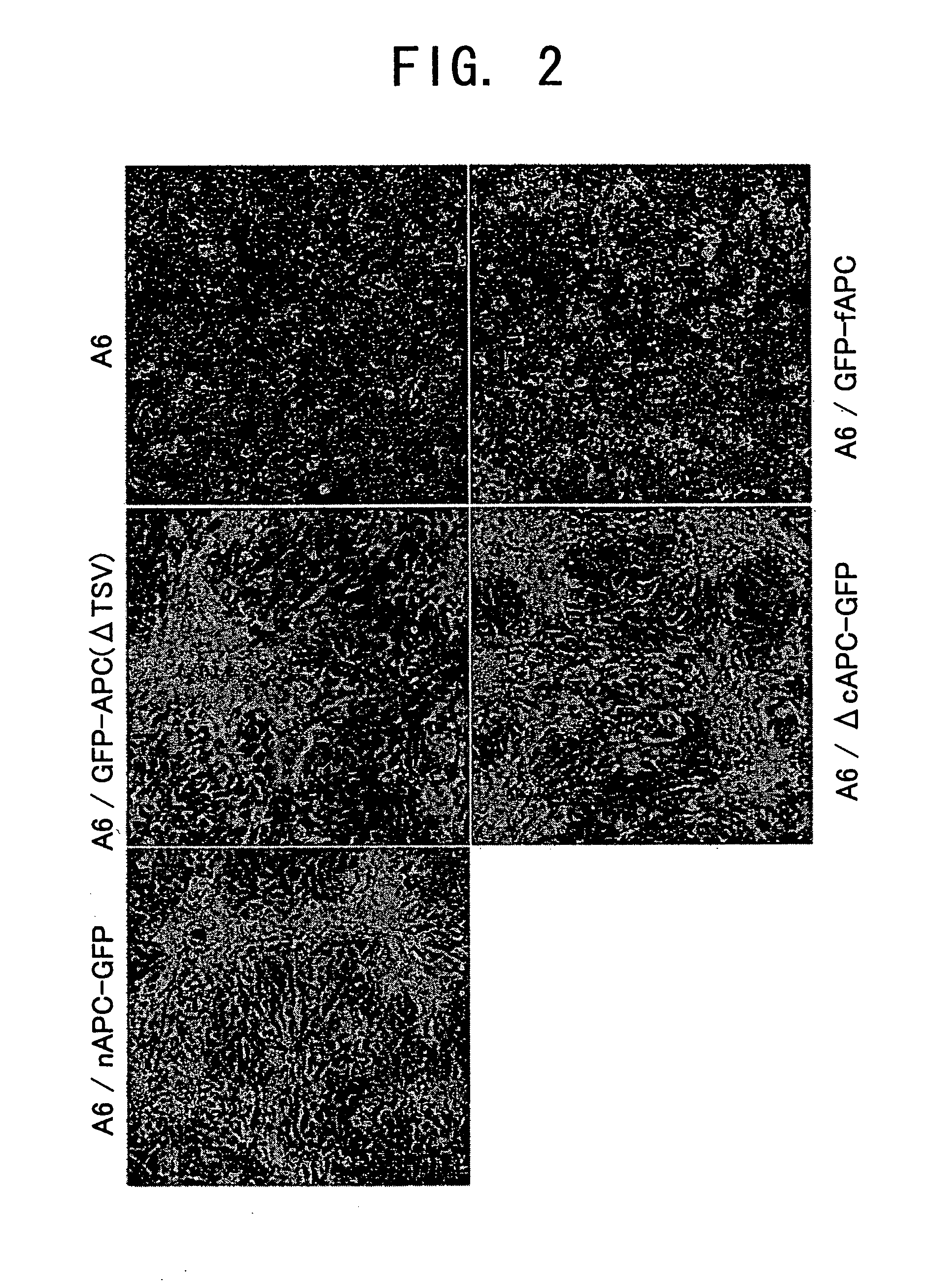 Cultured xenopus cell line expressing mutated apc