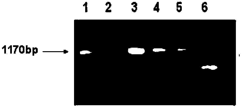 Sorbitol dehydrogenase gene derived from haloarcula marismortui and applications thereof