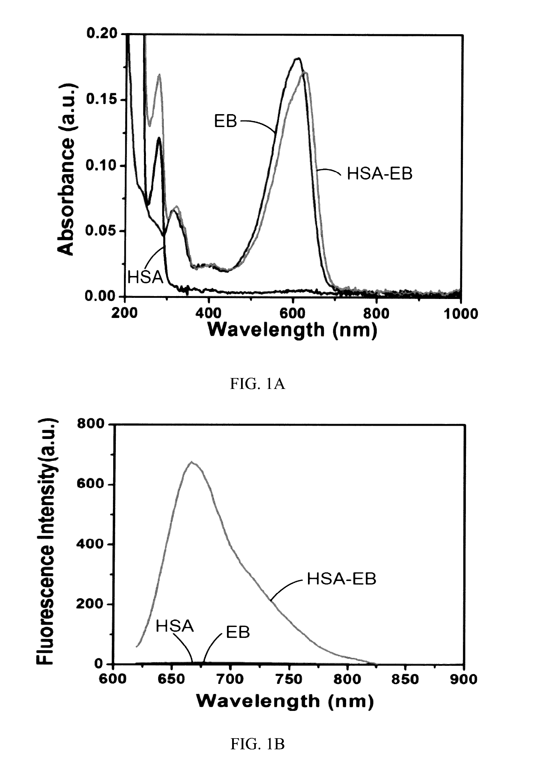 Labeled evans blue dye derivative for in vivo serum albumin labeling