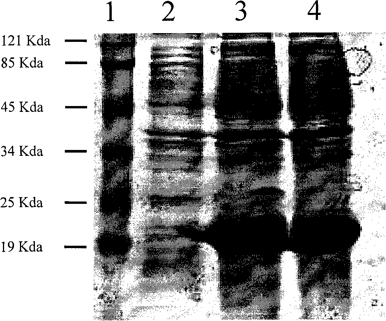 Expression process of heat shock protein Hsp16.3 of mycobacterium tuberculosis