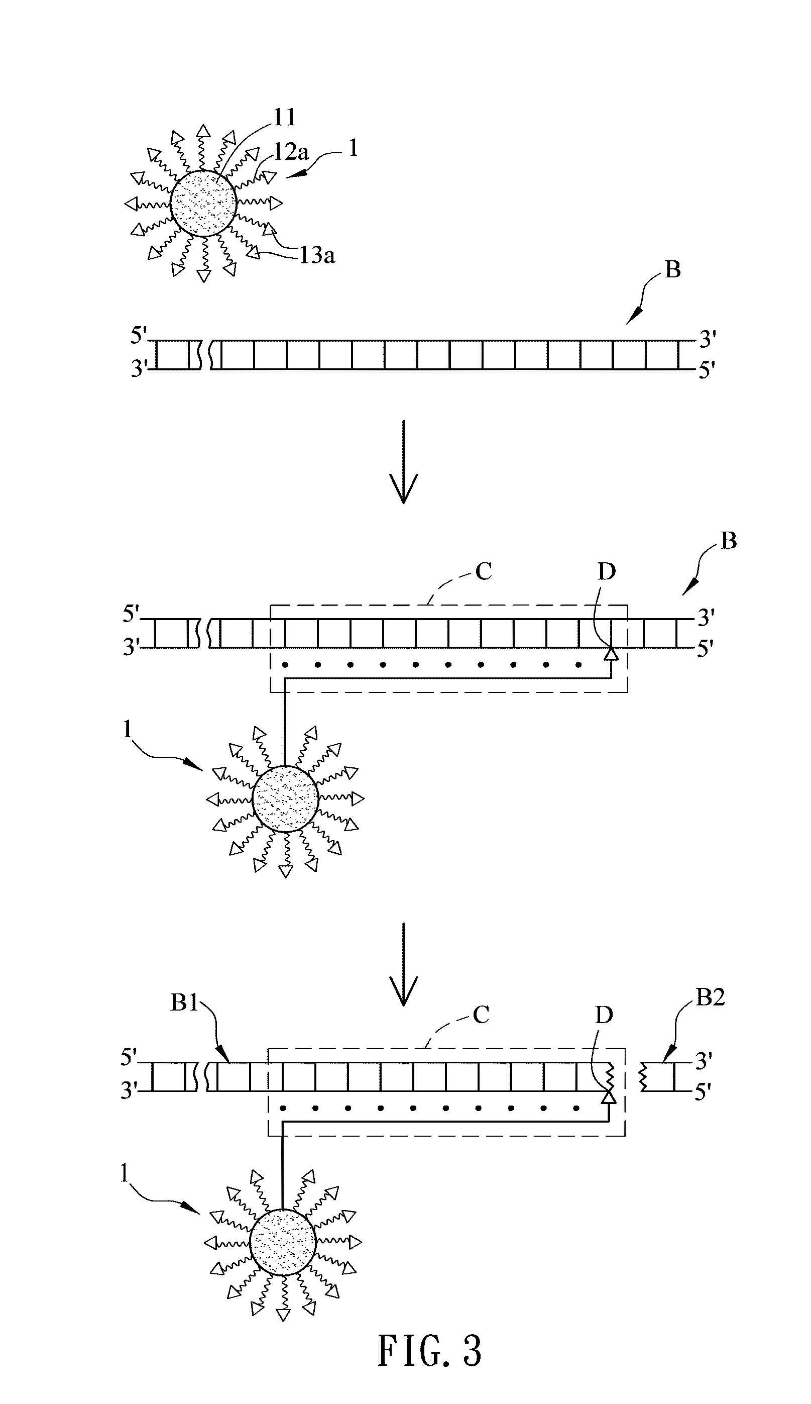 Cleavage kit, and gene therapy by using the same and nucleic acid cleavage detection apparatus