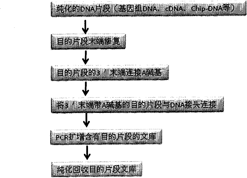 Tag library constructing method based on DNA (deoxyribonucleic acid) adapter connection as well as used tag and tag adapter