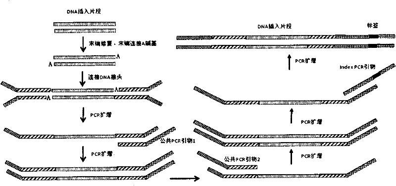 Tag library constructing method based on DNA (deoxyribonucleic acid) adapter connection as well as used tag and tag adapter