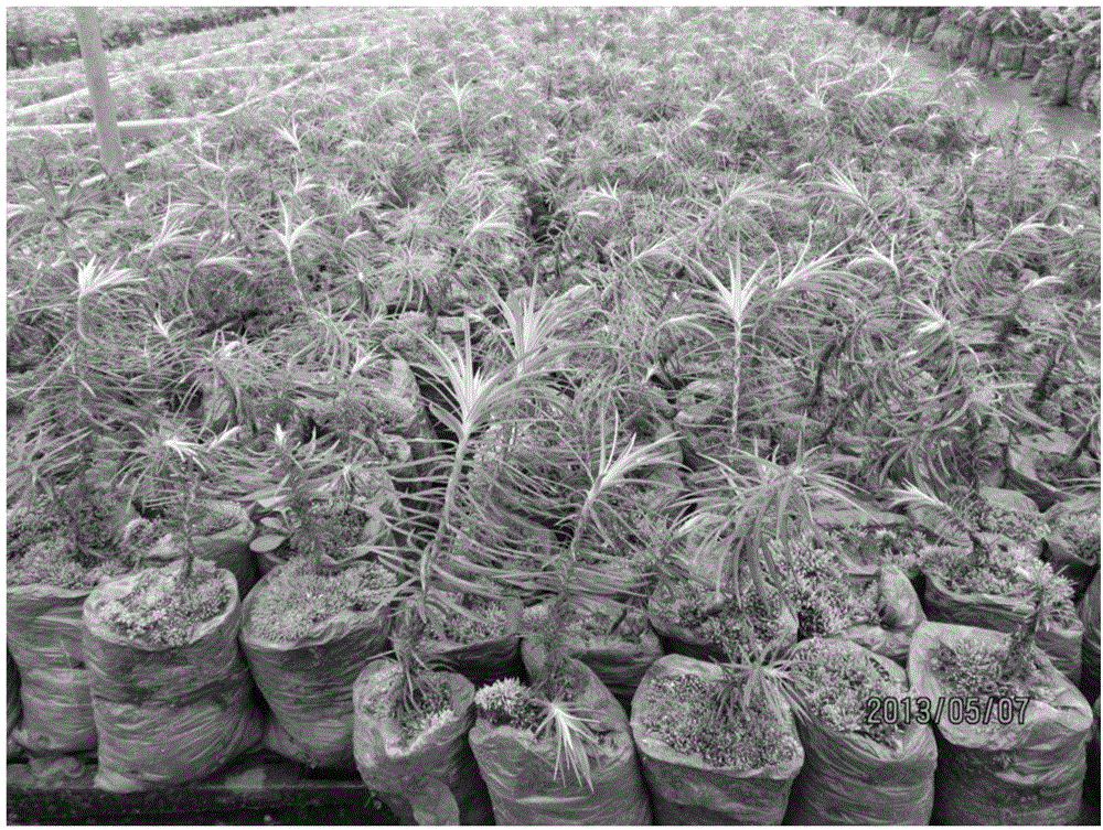Method for cultivating subcultured bud of upright crown tissue culture seedling of fir wood