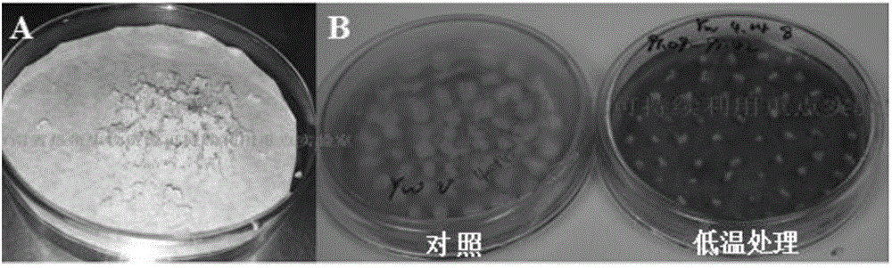 Low-temperature preservation culture medium of rubber tree embryonic callus and low-temperature preservation method of culture medium