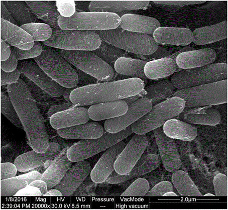 Plant antibacterial method implemented by using methylotrophic bacillus nkg‑1