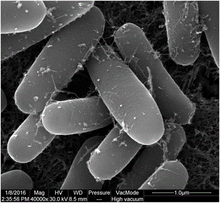 Plant antibacterial method implemented by using methylotrophic bacillus nkg‑1