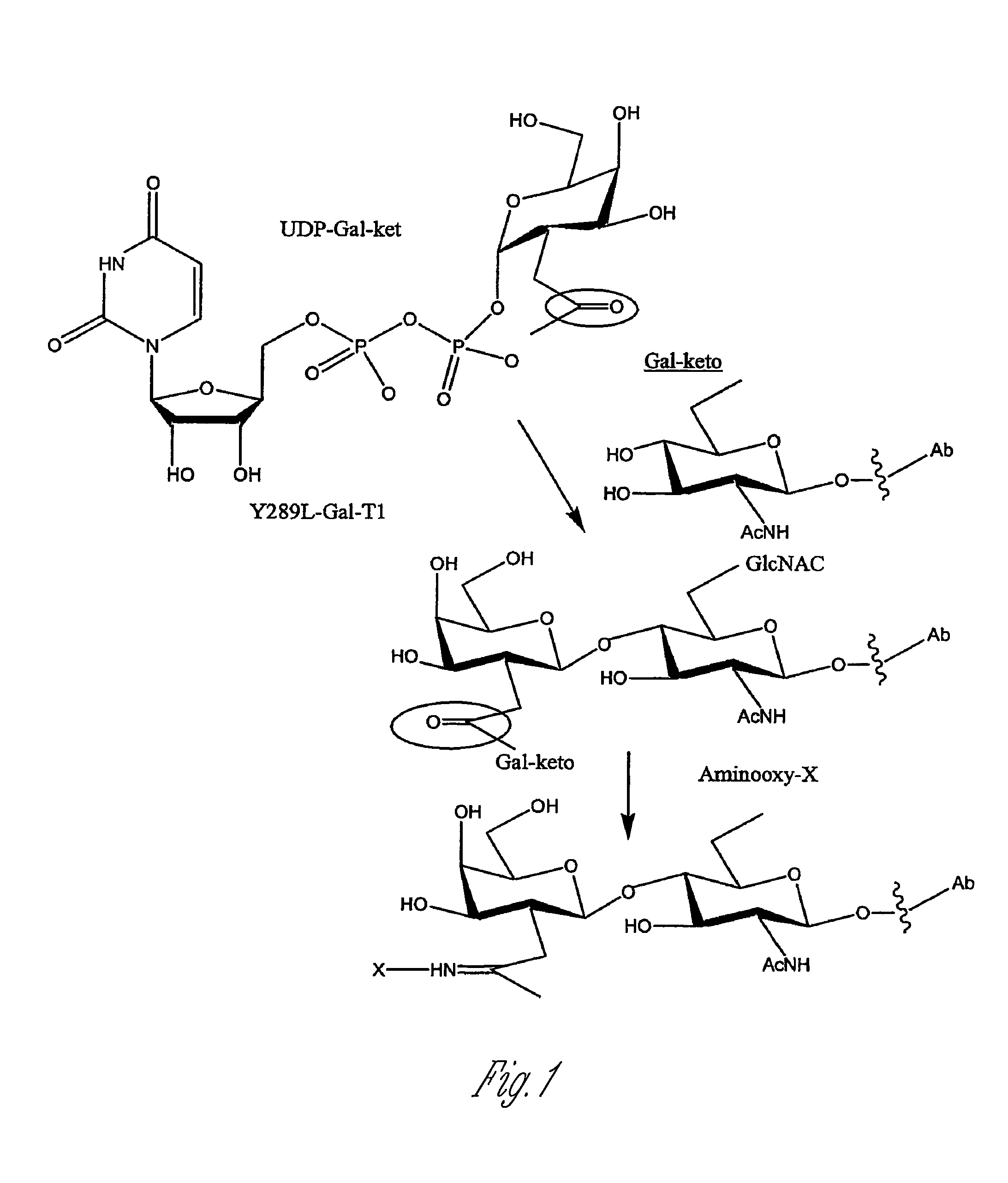 Targeted Delivery System for Bioactive Agents